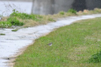 コチドリ 武庫川 2020年4月12日(日)