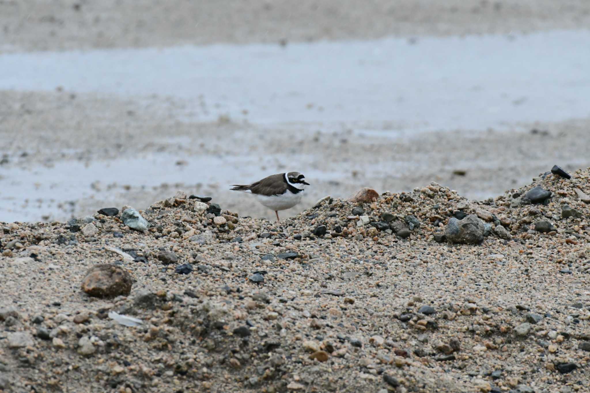 Photo of Little Ringed Plover at 武庫川 by Daguchan