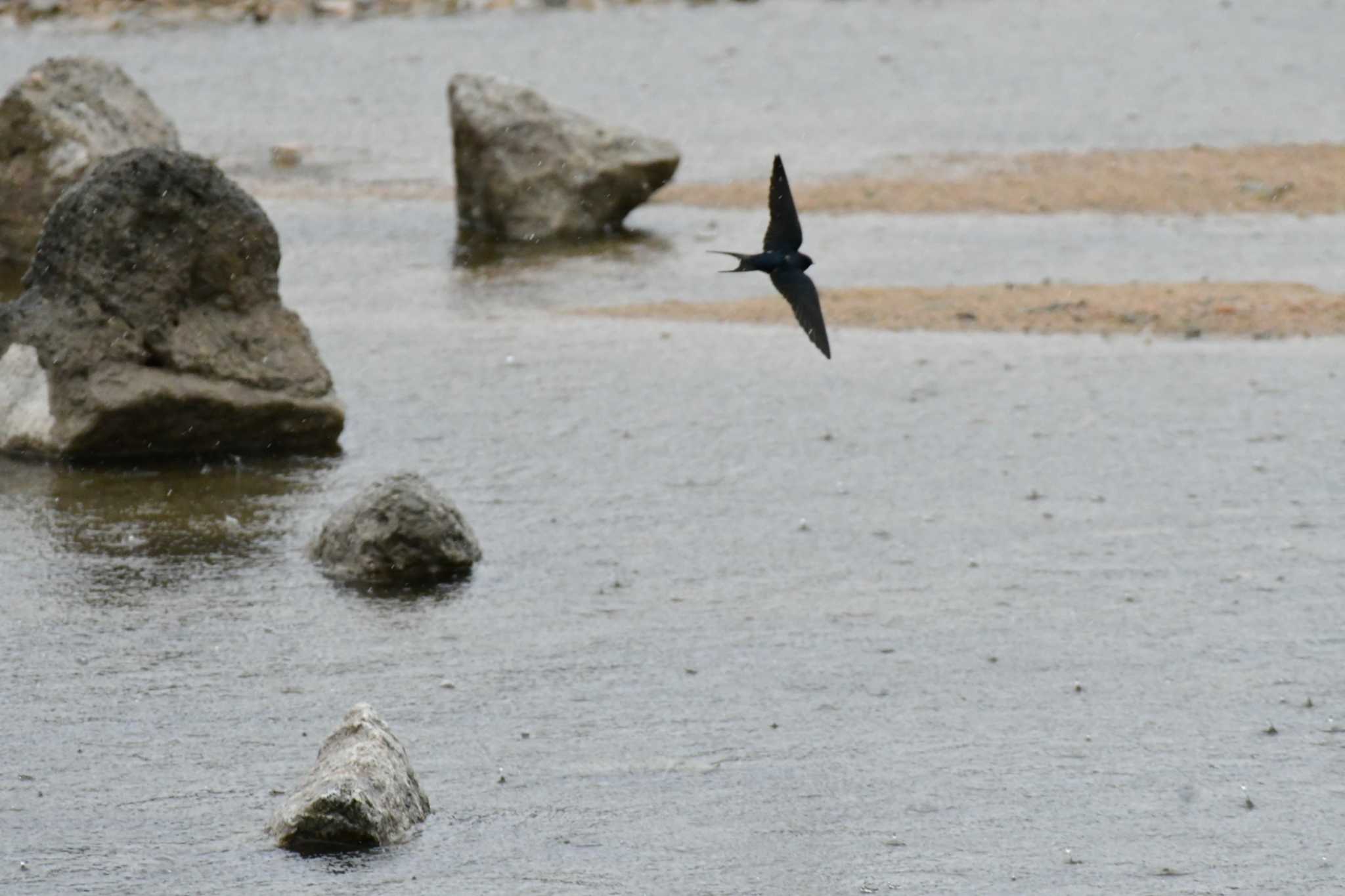 Photo of Barn Swallow at 武庫川 by Daguchan