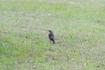 Sun, 4/12/2020 Birding report at 武庫川