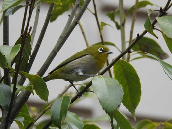 Sun, 4/12/2020 Birding report at 高野川、京都