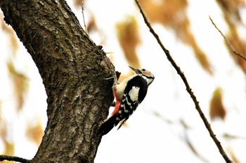 Great Spotted Woodpecker 足利市 Sun, 4/12/2020