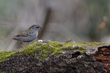 Grey Bunting Meiji Jingu(Meiji Shrine) Sun, 1/18/2015