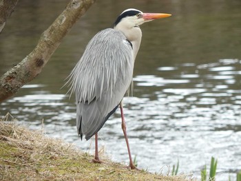 2020年4月11日(土) 北大研究林(北海道大学苫小牧研究林)の野鳥観察記録