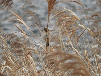 Common Reed Bunting Yatsu-higata Mon, 3/28/2016