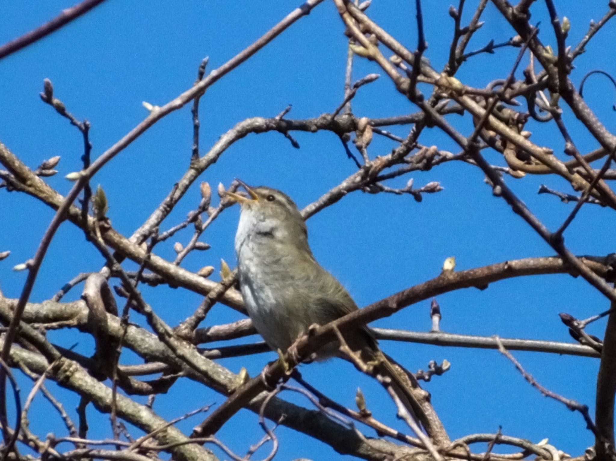 Photo of Japanese Bush Warbler at Miyagi Kenminnomori by あーるてぃ