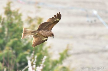 Black Kite 伊那谷 Sun, 4/12/2020