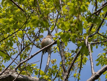 シメ 座間谷戸山公園 2020年4月10日(金)