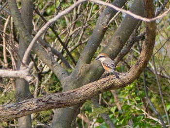 Bull-headed Shrike 相模三川公園 Sun, 4/5/2020