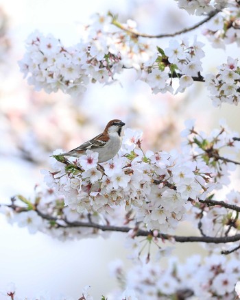 ニュウナイスズメ 場所が不明 2020年4月4日(土)