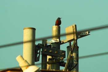 Blue Rock Thrush 陣馬山 Sun, 4/5/2020