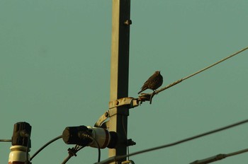 Blue Rock Thrush 陣馬山 Sun, 4/5/2020