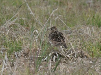 2020年4月9日(木) 相模川の野鳥観察記録