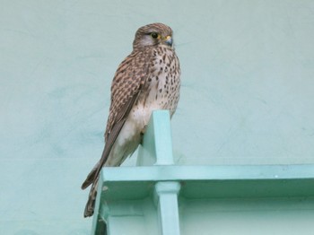 2020年4月12日(日) 相模川の野鳥観察記録