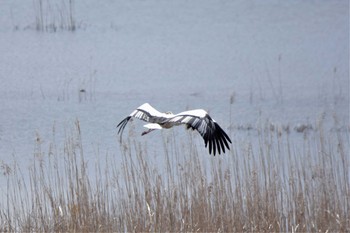 コウノトリ 渡良瀬遊水地 2020年4月12日(日)