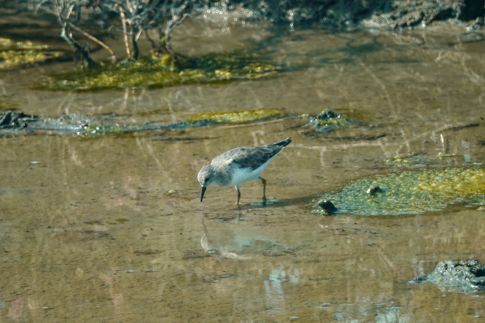 Temminck's Stint