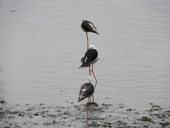 Black-winged Stilt Yatsu-higata Mon, 3/28/2016