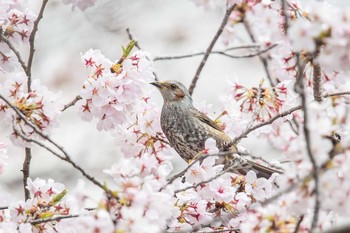 Brown-eared Bulbul 石ケ谷公園 Thu, 4/2/2020