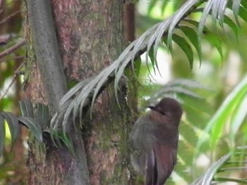 Papuan Treecreeper