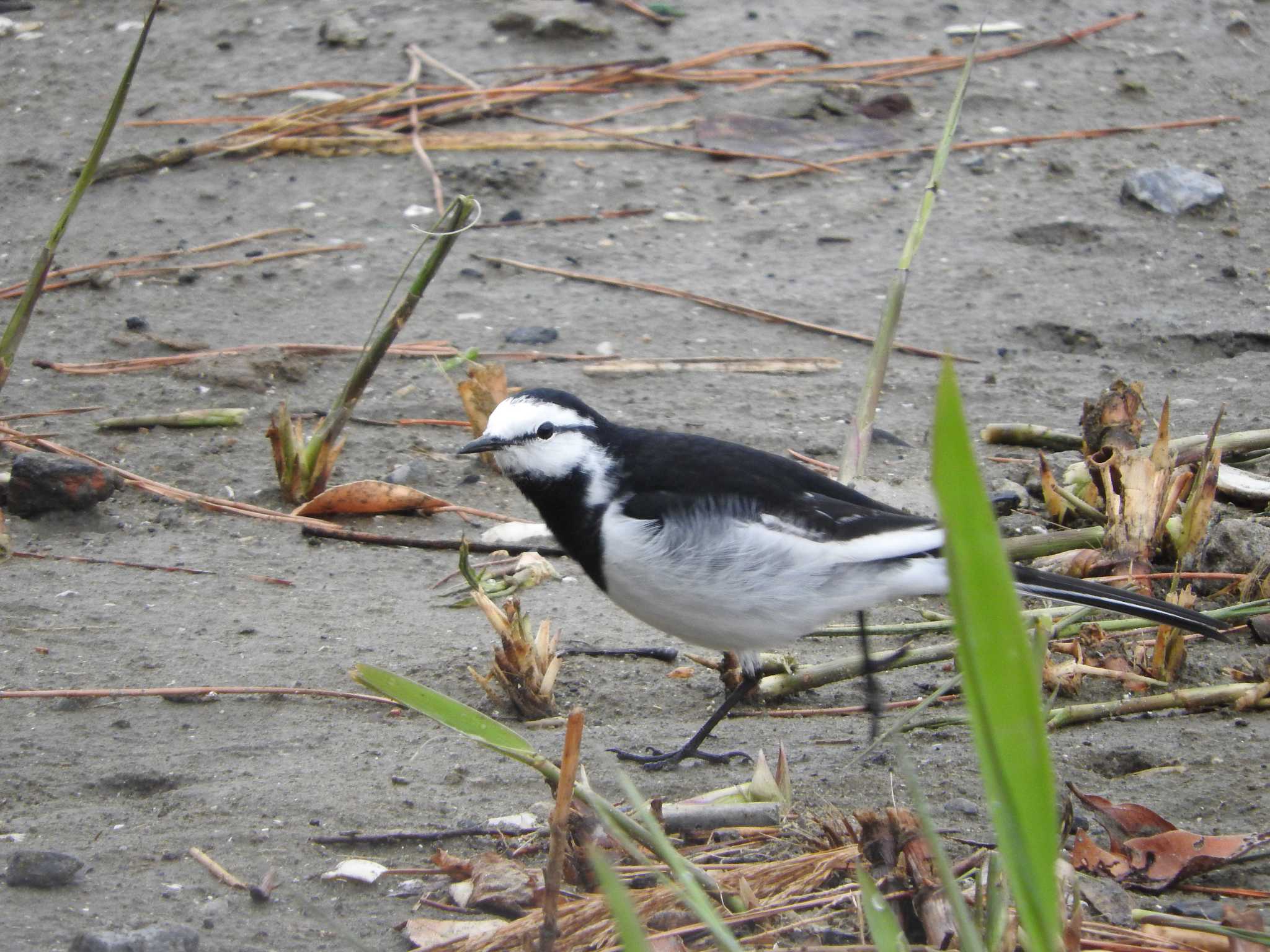 Photo of White Wagtail at Yatsu-higata by horo-gold