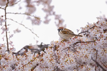 スズメ 諏訪湖 2020年4月11日(土)