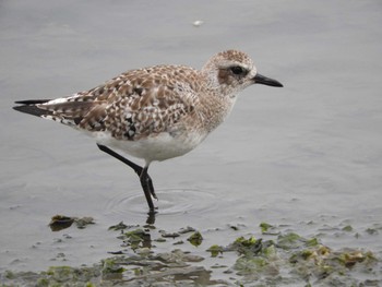 Grey Plover Yatsu-higata Mon, 3/28/2016