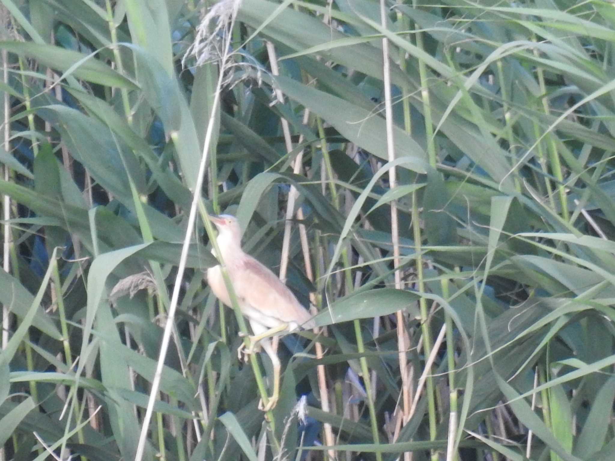 Photo of Yellow Bittern at  by オリンポス