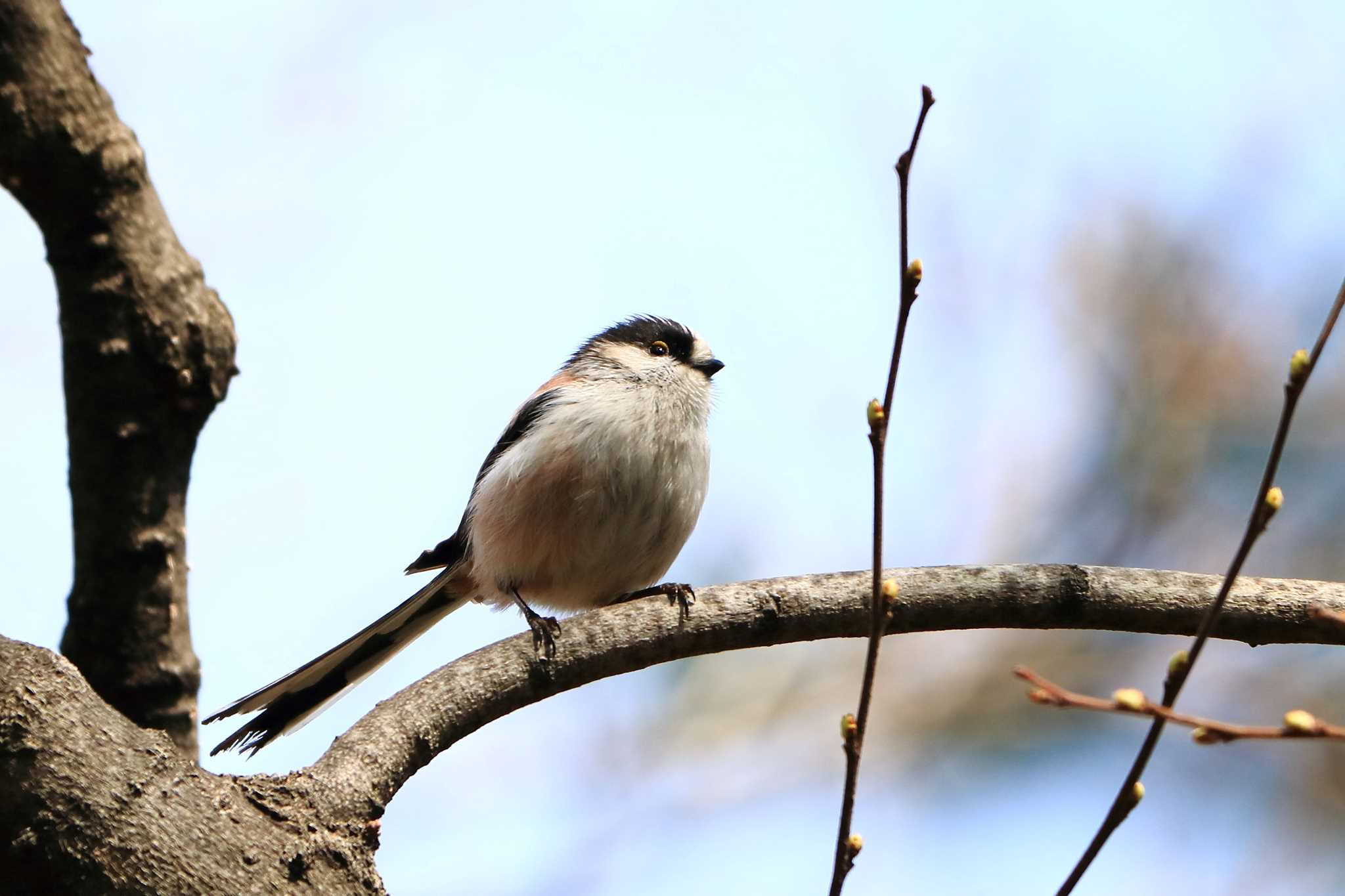 Long-tailed Tit