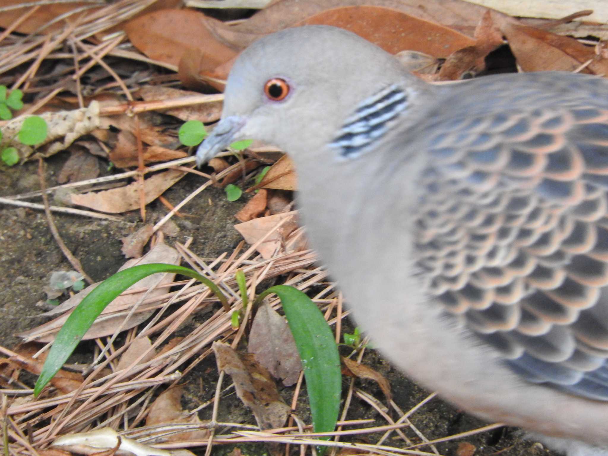 Photo of Oriental Turtle Dove at Yatsu-higata by horo-gold