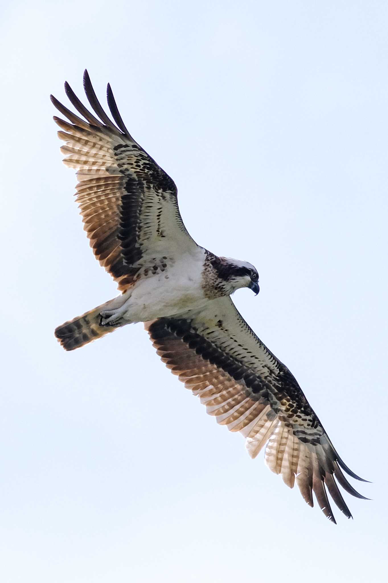 Photo of Osprey at 西宮市 by アカウント4423