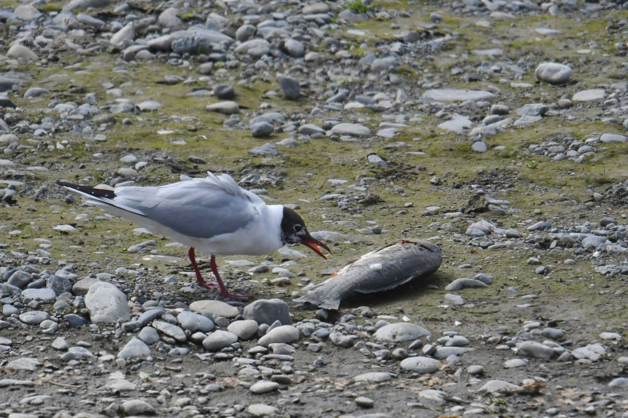 Photo of Black-headed Gull at 多摩川 by あひる