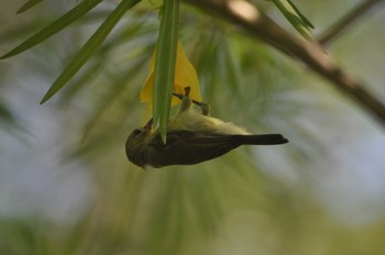 Unknown Species カンボジア Mon, 5/19/2014