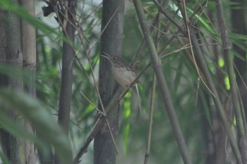 Common Tailorbird カンボジア Mon, 5/19/2014