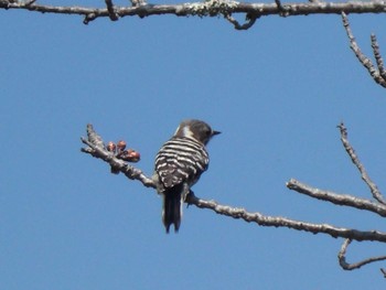 2020年4月4日(土) 大和民族公園(奈良県)の野鳥観察記録