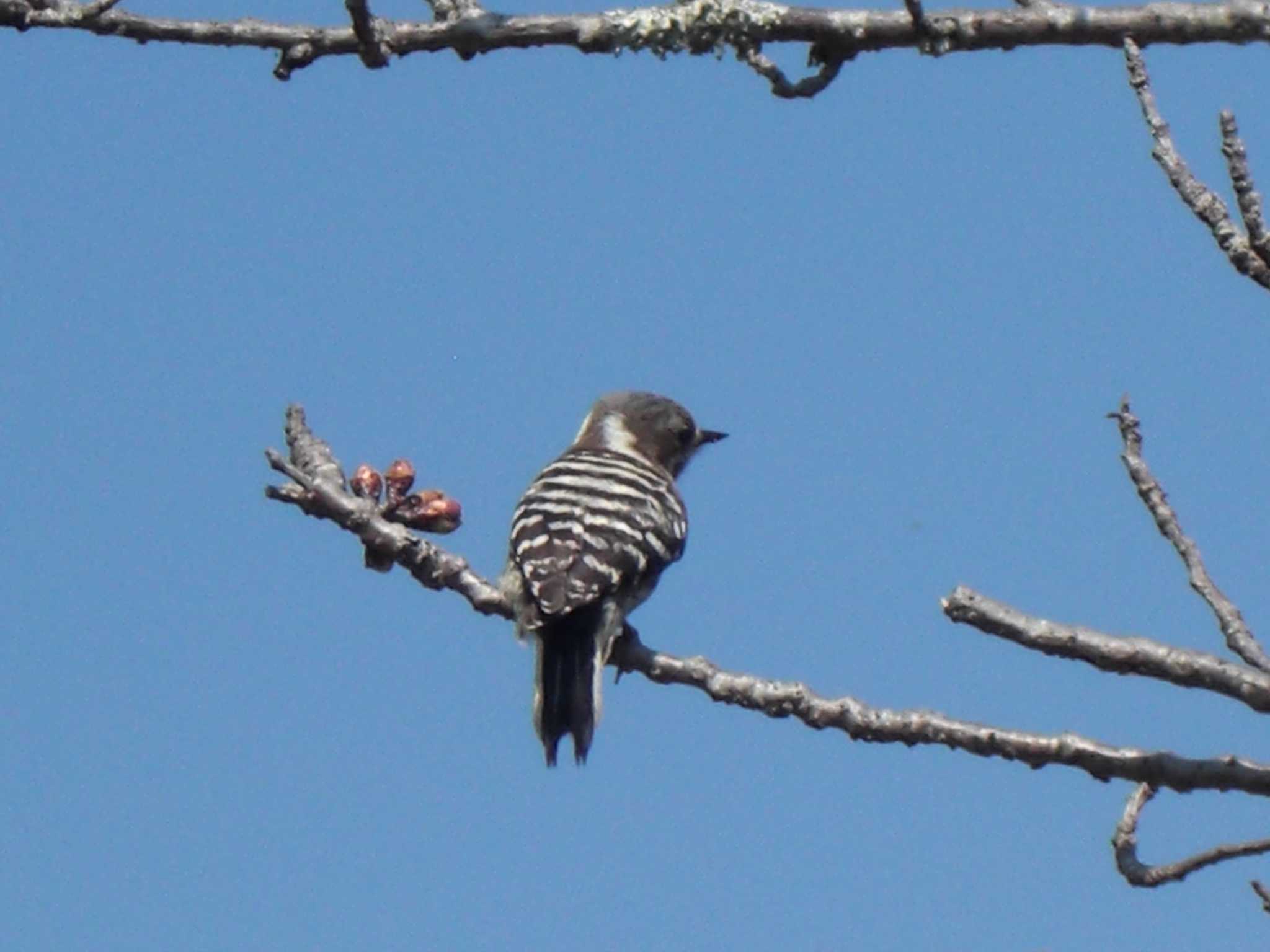 Japanese Pygmy Woodpecker