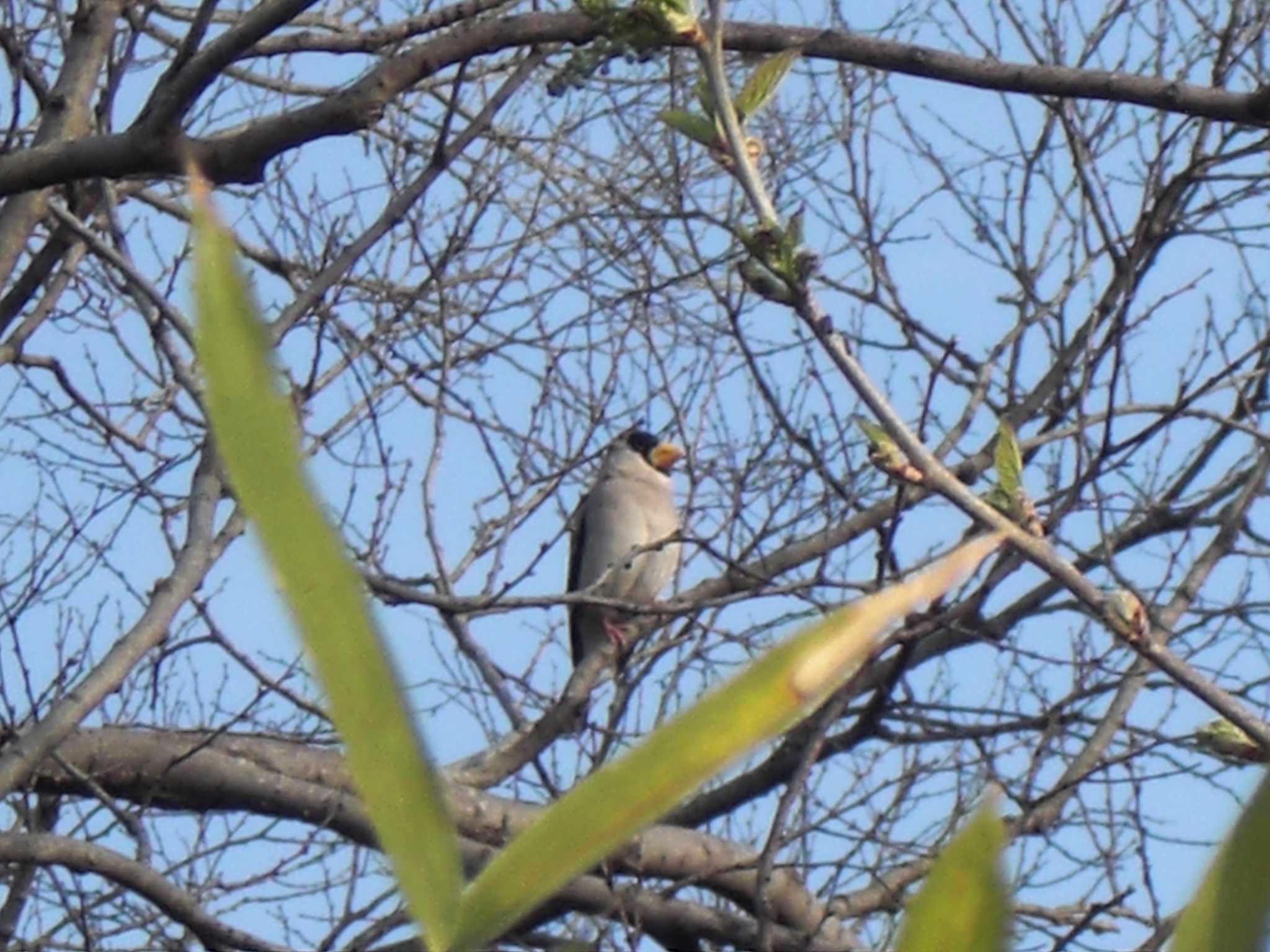 Japanese Grosbeak