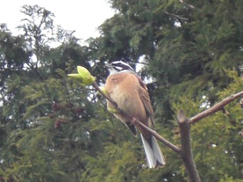 2020年3月27日(金) 馬見丘陵公園の野鳥観察記録