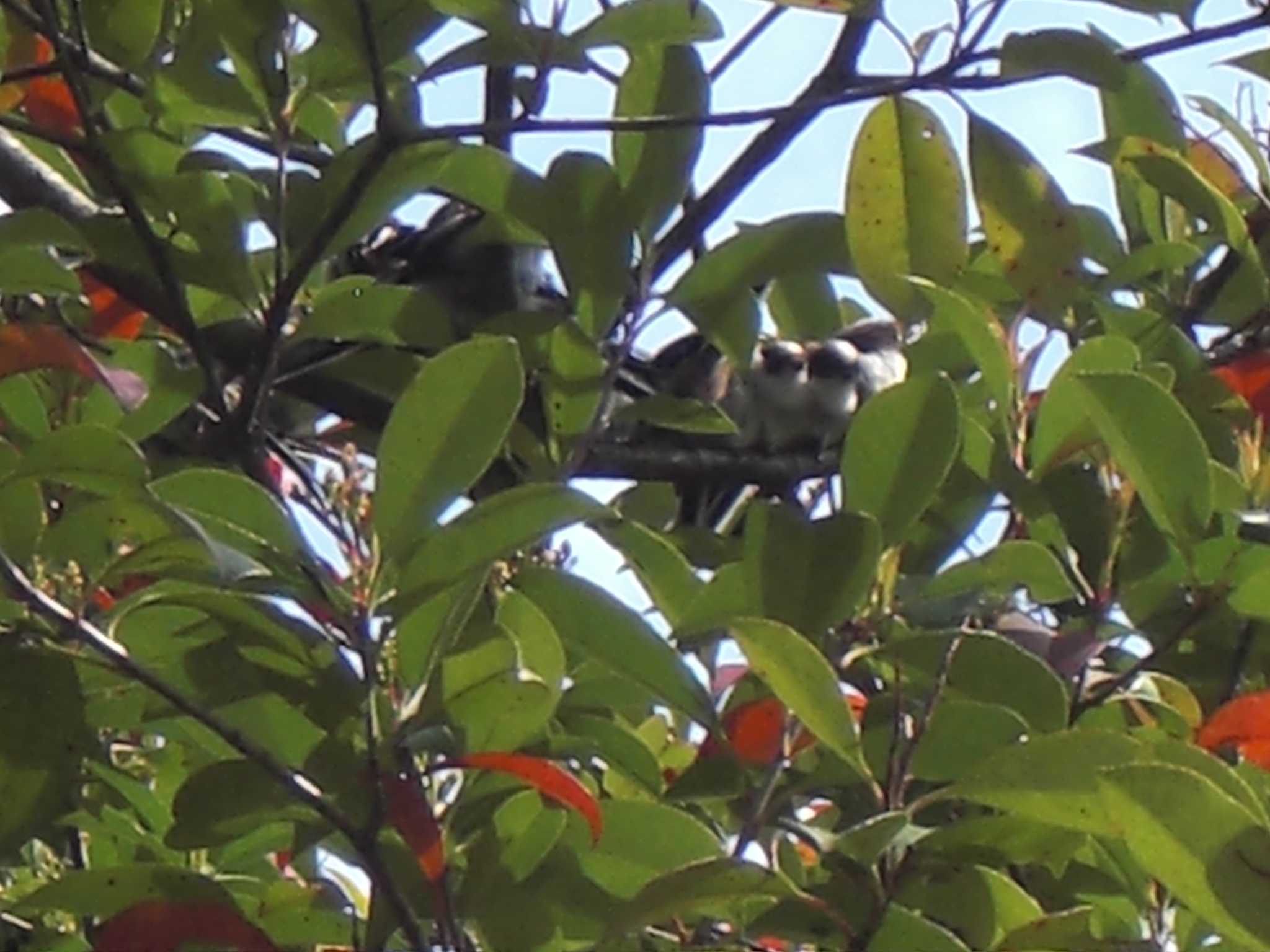 Long-tailed Tit