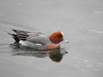 Eurasian Wigeon Yatsu-higata Mon, 3/28/2016