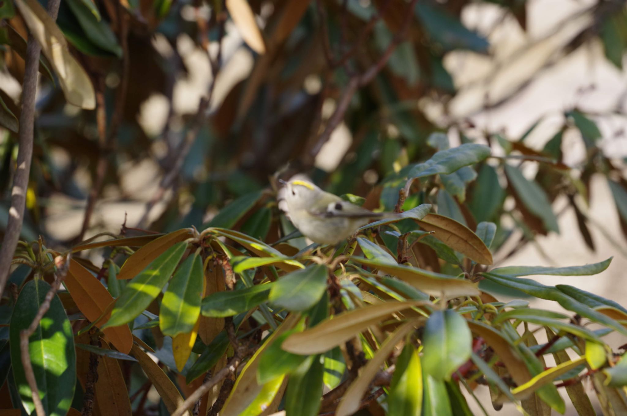 Photo of Goldcrest at みちのく杜の湖畔公園 by モズもず