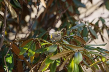 Goldcrest みちのく杜の湖畔公園 Sat, 3/7/2020