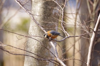 Varied Tit みちのく杜の湖畔公園 Sat, 3/7/2020