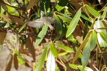 Goldcrest みちのく杜の湖畔公園 Sat, 3/7/2020