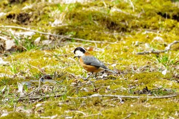 Varied Tit みちのく杜の湖畔公園 Sat, 3/7/2020