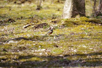 Varied Tit みちのく杜の湖畔公園 Sat, 3/7/2020