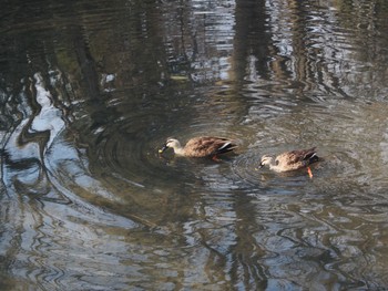 Unknown Species 仙台市・青葉区 Thu, 2/12/2015