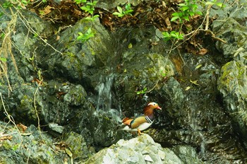 Mandarin Duck 陣馬山 Sun, 4/5/2020