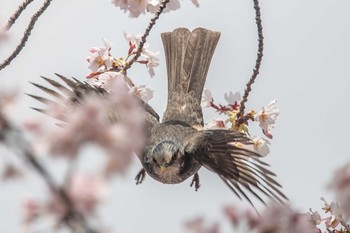 ヒヨドリ 石ケ谷公園 2020年4月2日(木)