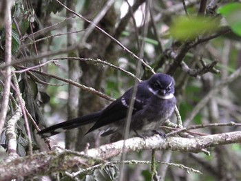 Friendly Fantail Mt. Hagen Sun, 4/25/2010