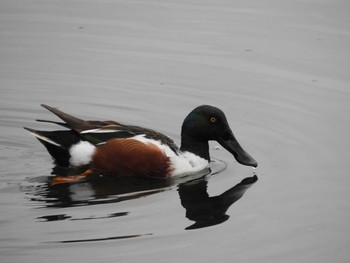 Northern Shoveler Yatsu-higata Mon, 3/28/2016